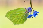 gonepteryx rhamni gonepteryx rhamni