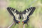 Swallowtail Swallowtail