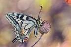 Papilio gleams.... Papilio gleams....