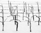 Viti d'inverno