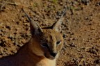 Caracal