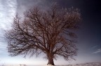 Albero solitario Albero solitario
