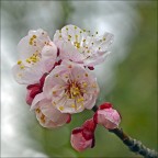 E' primavera ... E' primavera ...