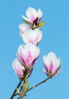Magnolia Magnolia
