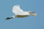 Airone guardabuoi (Bubulcus ibis)