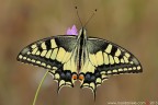 Papilio machaon (Linnaeus, 1758) (Lepidoptera - Papilionidae)

Canon EOS 7D + Sigma 180mm f/3.5 EX DG HSM Macro

Suggerimenti e critiche sempre ben accetti
[url=http://www.rossidaniele.com/HR/_MG14138copia-mdc-1500.jpg]Versione HR[/url]