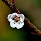 *** Albicocca *** *** Albicocca ***