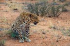 Gattone!!!!non domestico