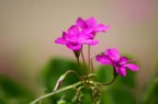 Violette Violette