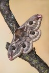 Saturnia pavoniella Saturnia pavoniella