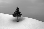Il piccolo abete solitario