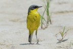 Cutrettola (Motacilla flava)