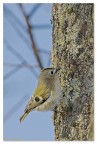 Little Goldcrest Little Goldcrest