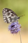 Melanargia galathea Melanargia galathea