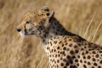 Ghepardo Ghepardo