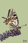 Papilio MAchaon Papilio MAchaon