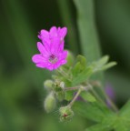 Bulbi e fiorellini Bulbi e fiorellini