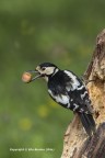 Picchio rosso maggiore (Dendrocopos major) femmina  c & c sono graditi.
[url=http://postimg.org/image/4qverfrdj/full/]Clicca qui per la versione ad alta risoluzione!