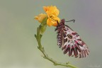 Zerynthia cassandra Zerynthia cassandra