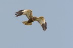 Falco di palude