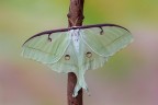 Actias luna Actias luna