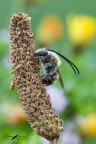 Eucera longicornis