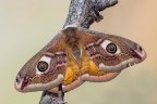 Saturnia pavoniella Saturnia pavoniella