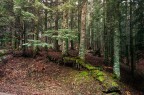 Foreste Casentinesi
