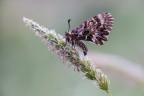 Zerynthia spp. Zerynthia spp.