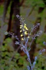 Fiori di cavolo