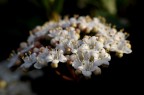 Bouquet Bouquet