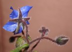 Borago Officinalis Borago Officinalis