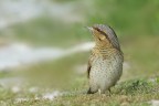 Torcicollo (Jynx torquilla) Torcicollo (Jynx torquilla)