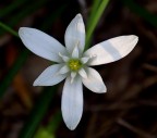 Fiore?????