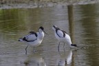 avocette avocette