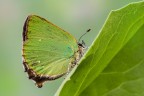 E' la prima volta che riesco a trovare e fotografare la Callophrys rubi, una deliziosa farfallina dalle ali color verde metallico, a quanto pare unica in Italia, per il fatto che la tonalit del colore cambia in funzione dell'angolo di incidenza della luce.
Critiche e commenti sono graditi
[url=http://i.imgur.com/lOHiC0W.jpg]H.R.[/url]