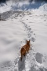 Rocco ..gatto delle Nevi