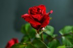 Rosa rossa Rosa rossa