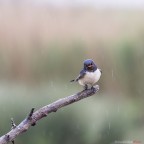 cxxo vuoi!? (sotto la pioggia) cxxo vuoi!? (sotto la pioggia)