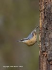 Picchio muratore (Sitta europaea )
C&C sono graditi.
Canon 5D MK III, Canon 400mm, iso 400, f 7.1, 1/500s, 0Ev 

[url=http://postimg.org/image/4wmqa7yht/full/][img]]Clicca qui per la versione ad alta risoluzione![/url]