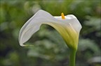 Calla Calla