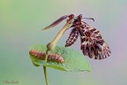 La Polissena, regina di primavera appoggiata sulla pianta nutrice e il bruco l'Aristolochia sp.che poi sar la Zerynthia cassandra.