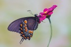 Spicebush swallowtail