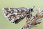 &quot;Pyrgus malvae&quot;