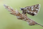 Pyrgus malvae Pyrgus malvae