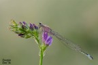 Ischnura Elegans Ischnura Elegans