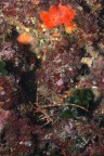 Palinurus elephas