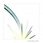 Fiori...d'acciaio Fiori...d'acciaio