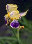 Iris Iris