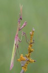 Empusa pennata Empusa pennata